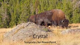  Presentation with bison - Slides with soil grassland - bison in the yellowstone national background and a coral colored foreground