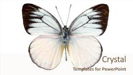  Presentation with butterfly - PPT theme consisting of timor gull in english coming background and a cream colored foreground