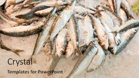  Presentation with market - Amazing slide deck having close-up of fresh fish in ice at market backdrop and a coral colored foreground