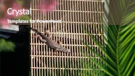  Presentation with elevated intze tank - Cool new PPT theme with elevated view of iguana resting backdrop and a coral colored foreground