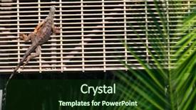  Presentation with elevated intze tank - Beautiful slides featuring elevated view of iguana resting backdrop and a tawny brown colored foreground