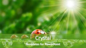  Presentation with ladybugs - Amazing slide set having funny picture of ladybugs family backdrop and a tawny brown colored foreground