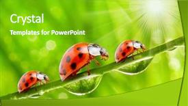  Presentation with ladybugs - Audience pleasing PPT layouts consisting of picture of the ladybugs family backdrop and a shamrock green colored foreground