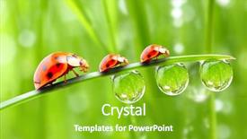  Presentation with ladybugs - Beautiful presentation theme featuring ladybugs family on a dewy backdrop and a shamrock green colored foreground