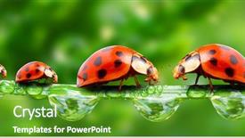  Presentation with ladybugs - PPT theme with ladybugs family on a grass background and a tawny brown colored foreground