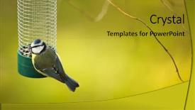  Presentation with winter blue - Presentation having blue tit on a feeder background and a gold colored foreground