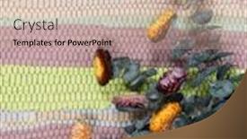  Presentation with preserved - PPT layouts having preserved-flowers-on-a-colored background and a coral colored foreground