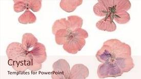  Presentation with press - Amazing PPT layouts having pressed and dried pink flowers backdrop and a lemonade colored foreground