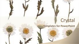  Presentation with daisy - Colorful slide deck enhanced with green and blue colored pencils and its shavings on wooden plank designer work place backdrop and a white colored foreground