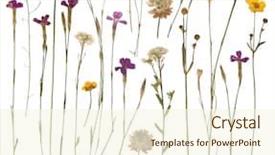  Presentation with wild flower - PPT layouts featuring pressed wild flowers isolated background and a cream colored foreground