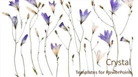  Presentation with wild flower - Colorful slides enhanced with pressed wild flowers isolated backdrop and a cream colored foreground
