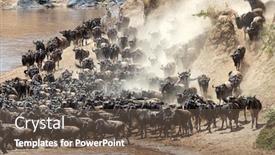  Presentation with great migration - Amazing presentation having pressure-mounts-as-more backdrop and a tawny brown colored foreground