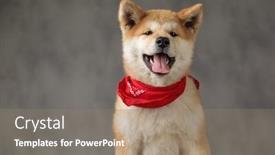  Presentation with dog - Slide deck with pretty-akita-inu-dog-wearing background and a gray colored foreground