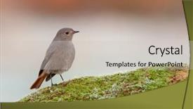  Presentation with moss - PPT layouts with pretty bird perched on a stone with moss on nature background and a light gray colored foreground