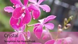  Presentation with orchid - PPT theme having pretty-bunch-of-pink-orchid background and a coral colored foreground