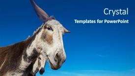  Presentation with mexico - Slides with pretty-donkey-close-up background and a ocean colored foreground