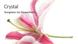  Presentation with pink and white - PPT theme with pretty flower - beautiful pink lily isolated background and a white colored foreground