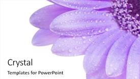  Presentation with gerbera daisy - Beautiful slide deck featuring pretty flower - close up shot of water backdrop and a  colored foreground