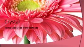  Presentation with water droplets - Presentation theme consisting of pretty flower - closeup of pink daisy background and a red colored foreground