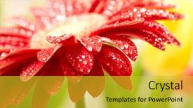  Presentation with gerbera daisy - Audience pleasing slides consisting of pretty flower - closeup of red daisy-gerbera backdrop and a yellow colored foreground