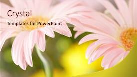  Presentation with gerbera daisy pink flower - Colorful PPT theme enhanced with pretty flower - closeup of two pink daisy-gerbera backdrop and a  colored foreground