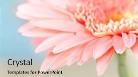  Presentation with gerbera daisy pink flower - Presentation having pretty flower - closeup photo of pink daisy-gerbera background and a soft green colored foreground
