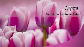  Presentation with tulips - Beautiful slides featuring pretty flower - picture of beautiful pink tulips backdrop and a  colored foreground