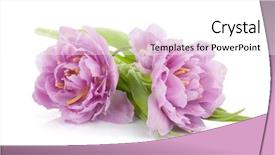  Presentation with pink white - Cool new theme with pretty flower - pink tulips isolated on white backdrop and a white colored foreground