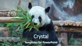  Presentation with pretty japanese - PPT layouts enhanced with pretty giant panda background and a navy blue colored foreground