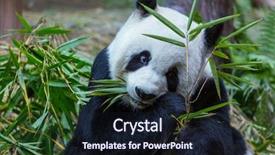  Presentation with giant sequoia and the generals - Beautiful slide deck featuring pretty giant panda backdrop and a wine colored foreground