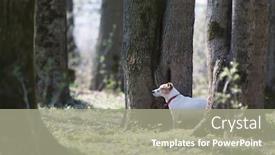  Presentation with dog - Colorful presentation theme enhanced with pretty-jack-russel-terrier-dog backdrop and a gray colored foreground