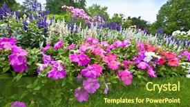  Presentation with colorful flower - Slides with pretty manicured flower garden background and a tawny brown colored foreground