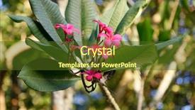  Presentation with frangipani flowers - PPT theme having pretty red plumeria or frangipani background and a tawny brown colored foreground