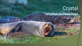  Presentation with hawaii - Beautiful presentation theme featuring pretty-relaxing-seal backdrop and a ocean colored foreground