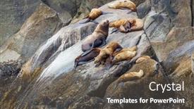  Presentation with coast - Colorful PPT theme enhanced with pretty-relaxing-seal backdrop and a dark gray colored foreground