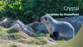  Presentation with coast - Beautiful slide deck featuring pretty-relaxing-seal backdrop and a tawny brown colored foreground