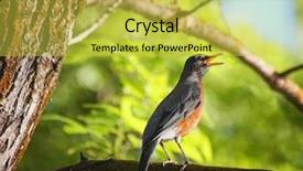  Presentation with robin bird - Presentation theme consisting of pretty robin singing background and a yellow colored foreground