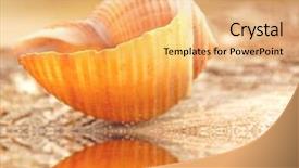  Presentation with seashell - Amazing slides having pretty seashell next to tidepool backdrop and a yellow colored foreground