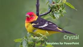  Presentation with western - Colorful PPT theme enhanced with pretty-western-tanager-sitting backdrop and a tawny brown colored foreground