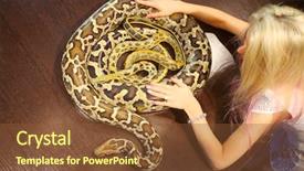  Presentation with helping others two hands woman - Slide set featuring pretty woman touches two snakes background and a tawny brown colored foreground