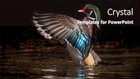  Presentation with flapping - Slides featuring pretty-wood-duck-male-flapping background and a wine colored foreground