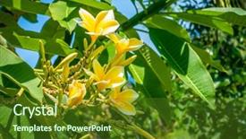  Presentation with frangipani flowers - Cool new slide set with pretty yellow plumeria or frangipani backdrop and a tawny brown colored foreground