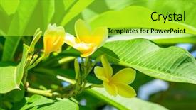  Presentation with frangipani flowers - Presentation theme consisting of pretty yellow plumeria or frangipani background and a yellow colored foreground