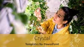  Presentation with crops - Audience pleasing slide deck consisting of pretty-young-asian-greenhouse-worker backdrop and a gold colored foreground