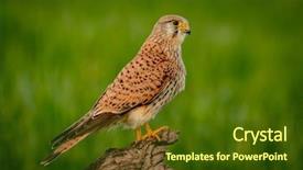  Presentation with beautiful green - Theme consisting of prey on a trunk background and a tawny brown colored foreground