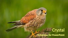  Presentation with beautiful green - Theme featuring prey on a trunk background and a tawny brown colored foreground