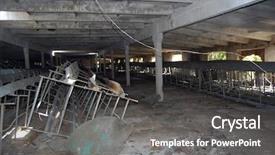  Presentation with democracy - Audience pleasing theme consisting of price for democracy-crisis backdrop and a dark gray colored foreground