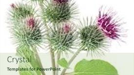  Presentation with heads - Presentation consisting of prickly-heads-of-burdock-flowers background and a mint green colored foreground