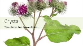  Presentation with heads - Presentation theme featuring prickly-heads-of-burdock-flowers background and a soft green colored foreground