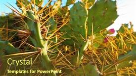  Presentation with pear - Colorful PPT layouts enhanced with prickly-pear-cactus-opuntia-dillenii backdrop and a tawny brown colored foreground